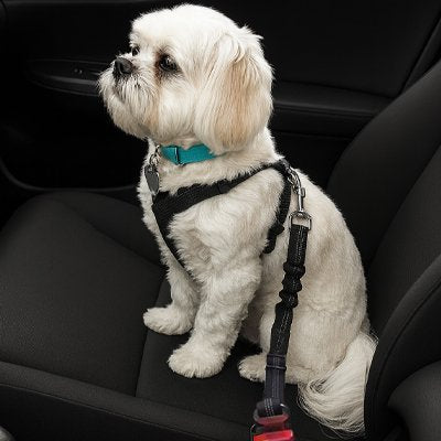 Ceinture de sécurité pour chien | TravelSafe
