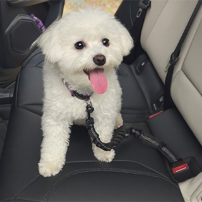 Ceinture de sécurité pour chien | TravelSafe
